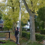 Werkzaamheden oktober snoei bomen