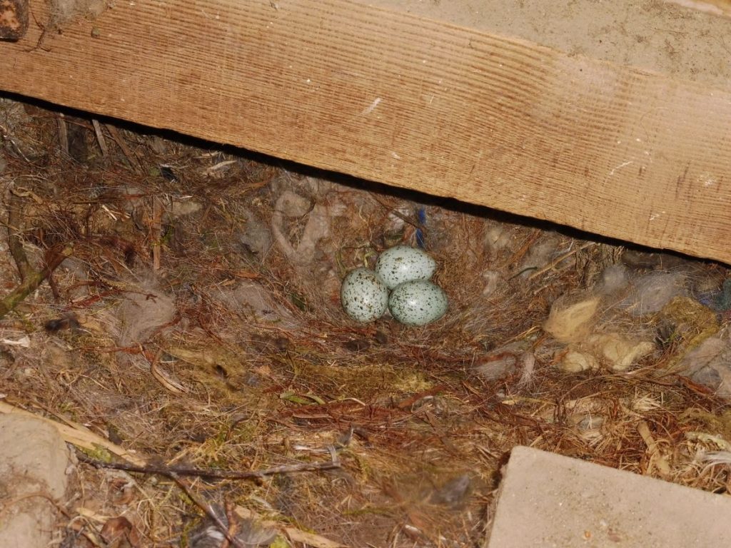 vogel eitjes - Fauna in de kerk